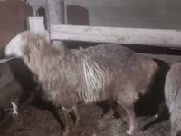 Carneiro, Hissar sheep — foto 4