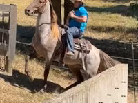 حصان, Rocky Mountain Horse — الصورة 3