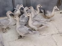 मुलार्ड — फ़ोटो 4