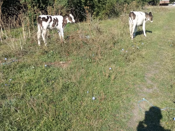 Бык, Коровы