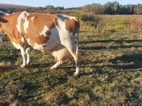 Kuh, Simmental cattle — Foto 3