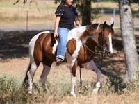 घोड़ा, American paint horse — फ़ोटो 6