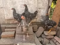 Chickens — Foto 1