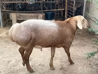 كبش, Edilbay sheep — الصورة 2