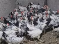 Chickens — լուսանկար 1