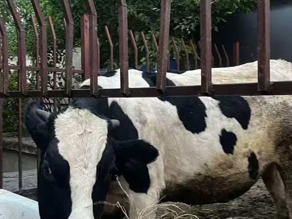 Ցուլ, Russian Black pied cattle