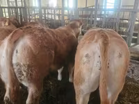 ԽՍԿ (խումբ, սեռը նշված չէ), Charolais cattle — լուսանկար 5