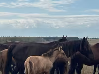Yegua, Caballos — foto 2