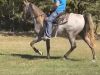 حصان, Rocky Mountain Horse — الصورة 2