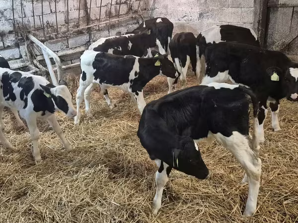Bull, Simmental cattle
