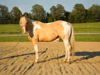 حصان, American paint horse — الصورة 4