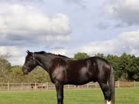 Ձի, Percheron — լուսանկար 2