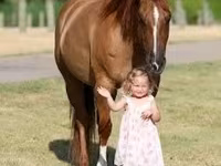 Stute, Quarter Horse — Foto 4