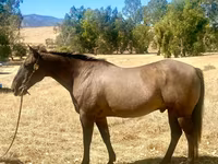 Hengst, Quarter Horse — Foto 1