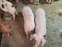 Sow, Pigs — photo 2