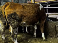 Cow, Swiss cattle — photo 3