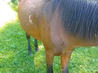 Mare, Horses — photo 5