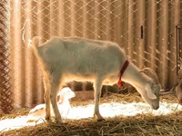 Այծեր (խումբ, սեռը նշված չէ), Saanen goat — լուսանկար 2