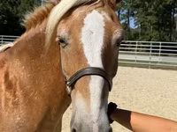 Էգ ձի, Haflinger — լուսանկար 3