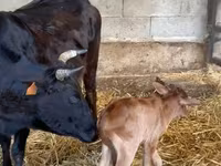 Bulle, Zebu — Foto 3