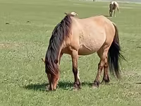 Mare, Horse breed — photo 1