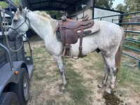 Ձի, Missouri foxtrotter — լուսանկար 3