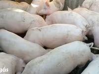 Արու խոզ, Խոզեր — լուսանկար 2