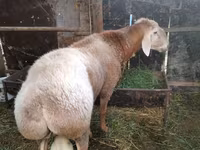 كبش, Rambouillet sheep — الصورة 2