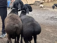 मेढ़ा, भेड़ — फ़ोटो 5