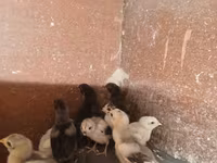 Chickens — Foto 1