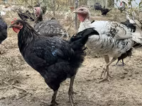 Chickens — फ़ोटो 3