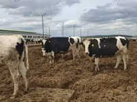 Կով, Russian Black pied cattle — լուսանկար 7