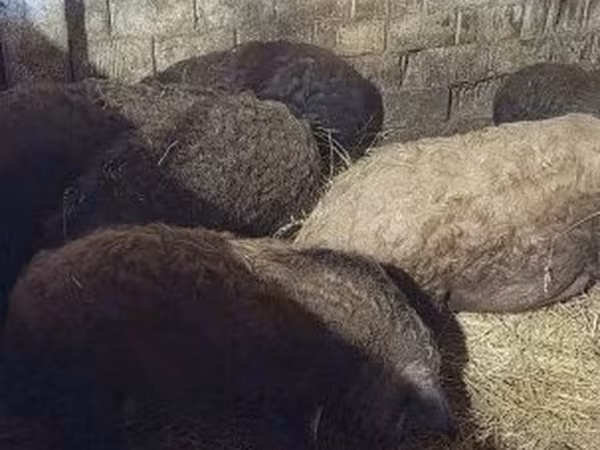 Sow, Мангалица