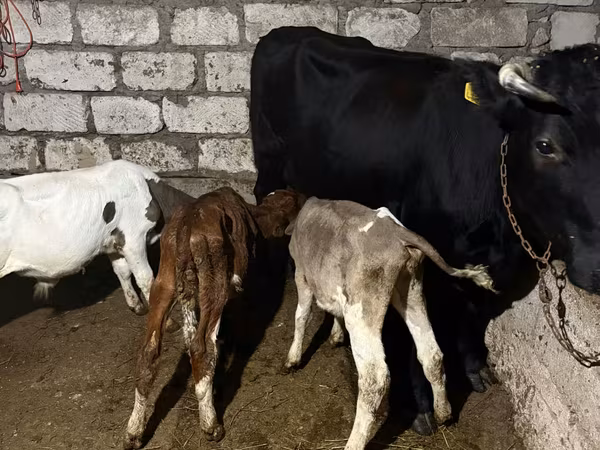 Vaca, Ganado vacuno