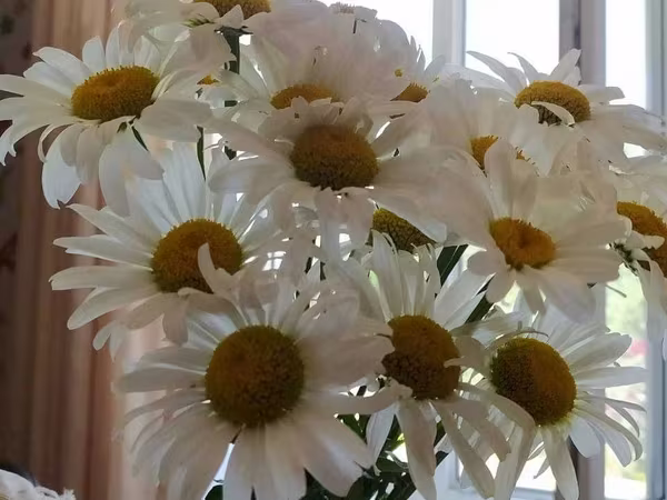 Ромашки саженцы продам