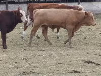 Bull, Auliekol breed — photo 2