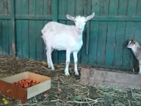 Էգ այծ, Saanen goat — լուսանկար 6