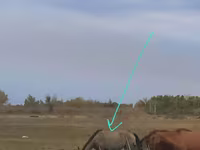 Yegua, Priob horse — foto 1