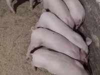 सूअर (लॉट, लिंग निर्दिष्ट नहीं), Крупная белая — फ़ोटो 1