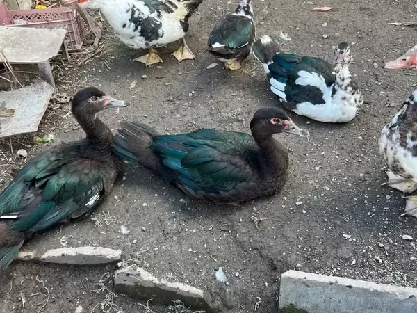 Turkeys