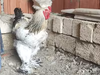 Brahma — Foto 1