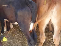 Cattle (batch, sex not specified), Simmental cattle — photo 3