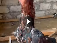 Chickens — الصورة 2