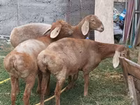 Ոչխար, Arashan sheep — լուսանկար 2