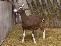 Ziege, Toggenburg goat — Foto 1