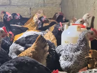 Chickens — 照片 2