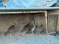 Guinea fowl — photo 5