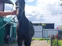 Айғыр, Russian Trotter — 2-сурет