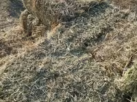 Կորնգանի խոտի տուկ — լուսանկար 1