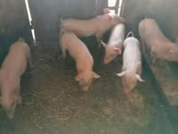 Sow, Pigs — photo 1